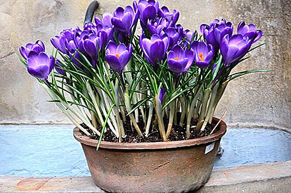 Secrets of planting and growing crocuses at home