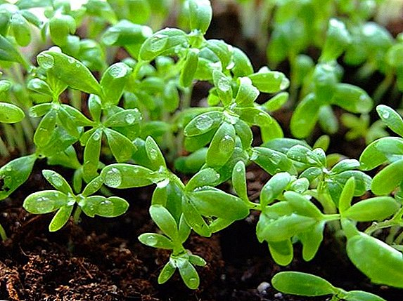 Secrets of the proper cultivation of watercress