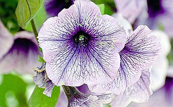 Petunia gnojivo tajne: kako hraniti biljka za obilnu cvatnju