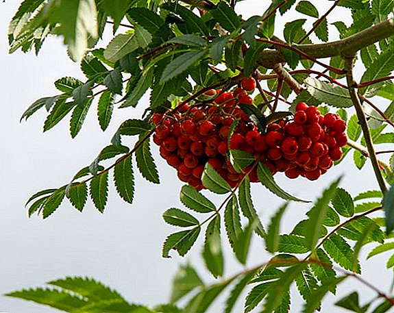 Secrets of the successful breeding of mountain ash (red)