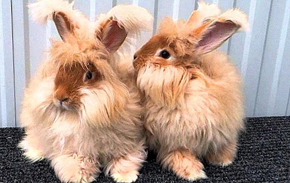Secretos de la exitosa cría de conejos de angora.