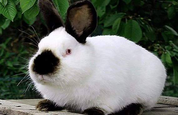 Secrets of successful breeding Californian rabbits