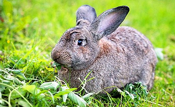 Secrets of the successful breeding of rabbits Soviet chinchilla