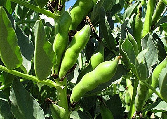 Secrets of the successful cultivation of beans in the open field