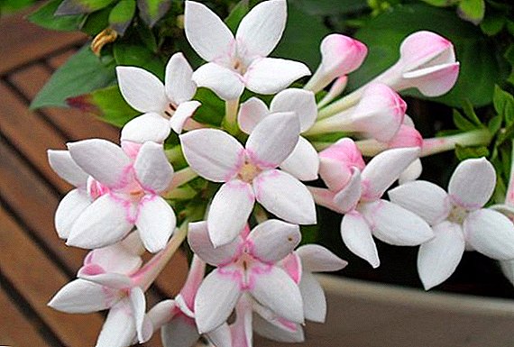 Secrets of the successful cultivation of bouvardia at home