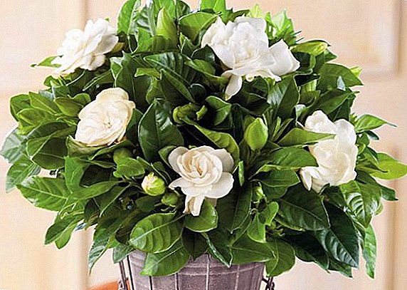 Secretos del exitoso cultivo de gardenia en forma de jazmín en casa.