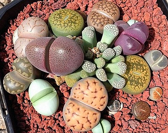 Secrets of the successful cultivation of lithops at home