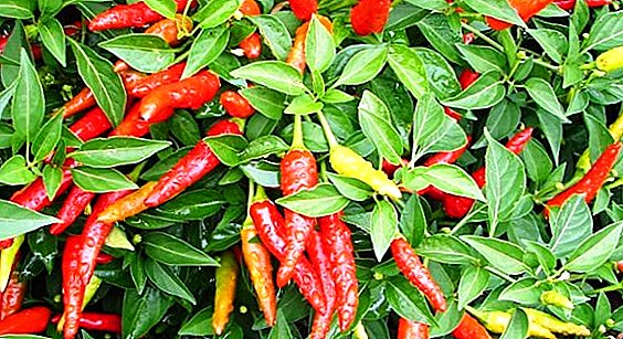 Hemmeligheder for den vellykkede dyrkning af chili peber på vindueskarmen