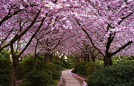 Secrets of the successful cultivation of sakura in the middle lane
