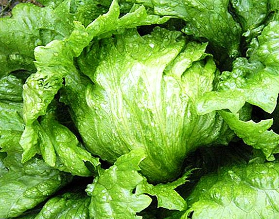 Secrets of the successful cultivation of iceberg lettuce at the dacha