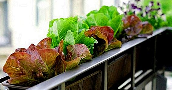 Hemmeligheter for vellykket dyrking av salat på vinduskarmen