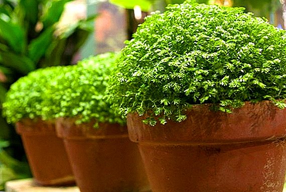 Secrets of the successful cultivation of selaginella at home