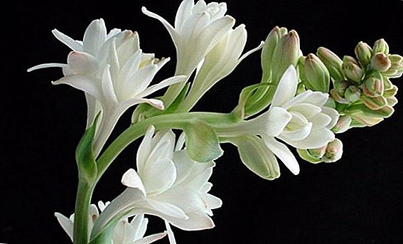 Secrets of the successful cultivation of tuberose in the open field