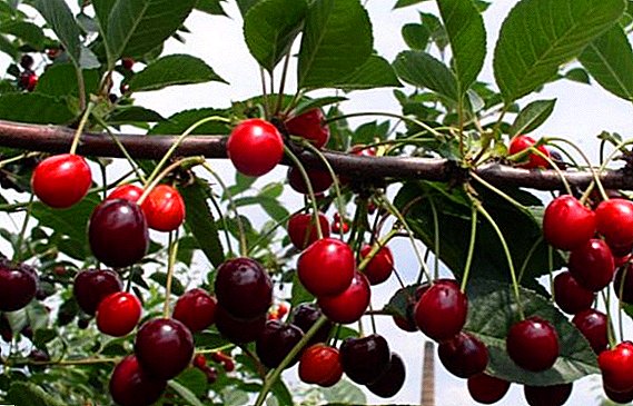 Secrets of the successful cultivation of cherry "Frost"