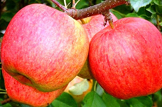 Tajemství úspěšného pěstování jablka "Champion"