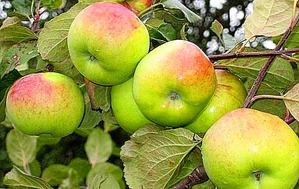 شجرة التفاح Imrus الوصف الغرس والرعاية الصور شجرة التفاح