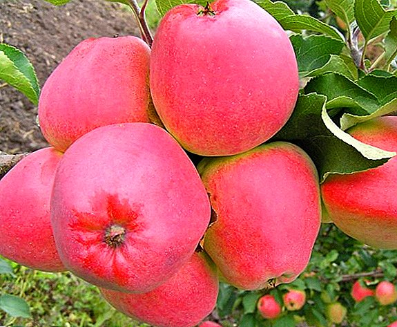Elma ağaçlarının başarılı ekiminin Sırları "Kandil Orlovsky"