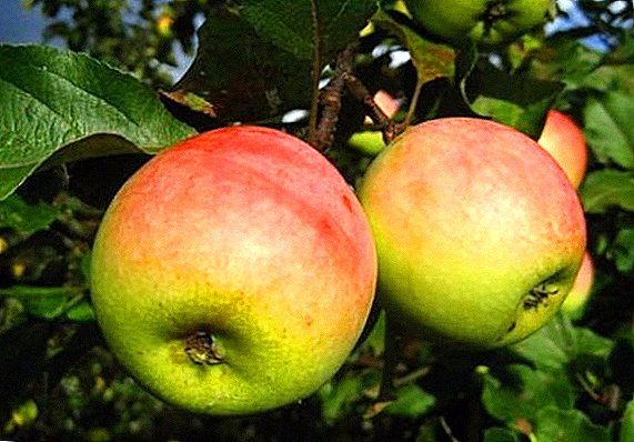 Omenapuiden onnistuneen viljelyn salaisuudet "Bashkir Beauty"