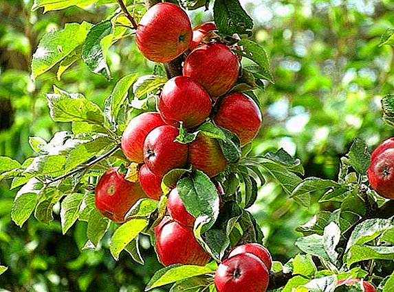 Hemligheter av den framgångsrika odlingen av äpple "Berkutovskoe"