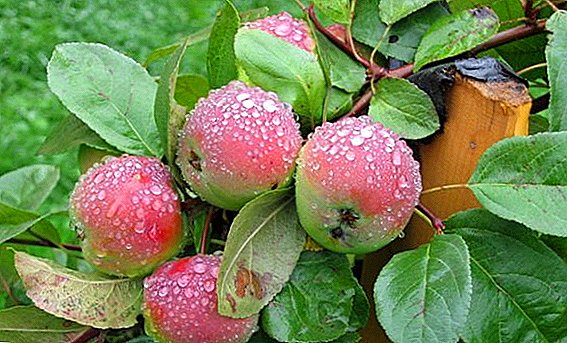 Rahsia kejayaan penanaman apel Krasa Sverdlovsk