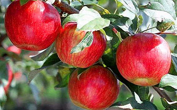 Тайните на успешното отглеждане на ябълка "Пефин шафран"