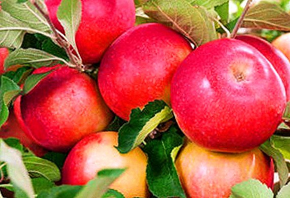 Geheimen van de succesvolle teelt van appelbomen "Uralets"