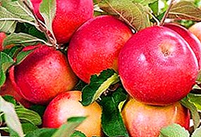 شجرة التفاح Uralets وصف للتنوع وزراعة Agrotechnology شجرة التفاح