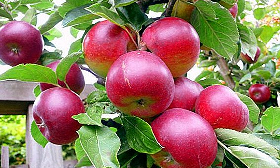 Secretos del exitoso cultivo de manzana "Asterisco".
