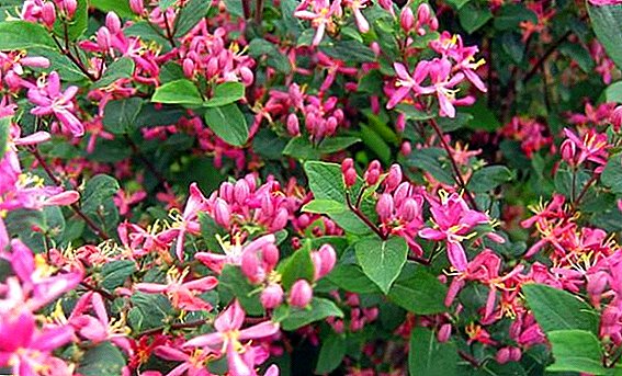 Secrets of the successful cultivation of Tatar honeysuckle