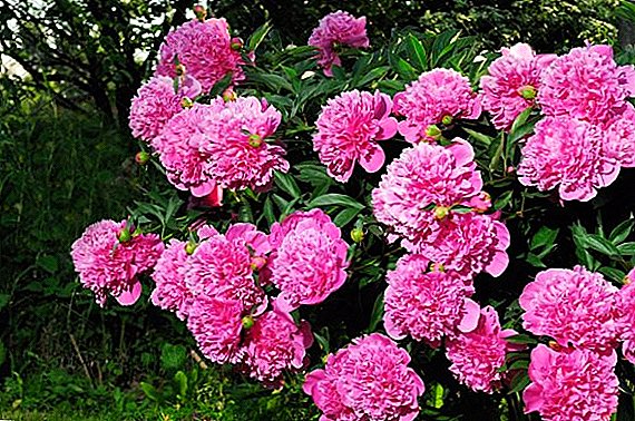 Secrets of tree peony growing, tips for beginners