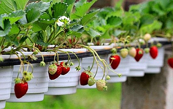 딸기 딸기 재배의 비밀 : 정원에서 딸기를 심거나 돌보는 법