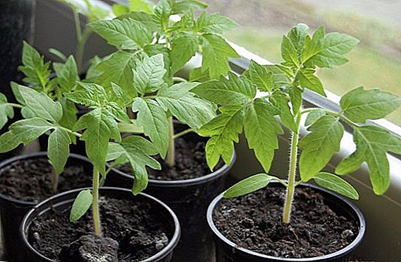 The secrets of growing and caring for tomato seedlings