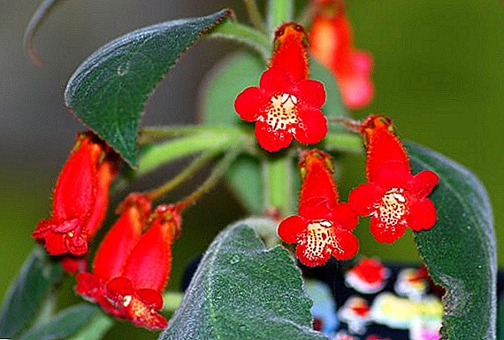 自宅で成長するコレリの秘密：熟練した花の世話