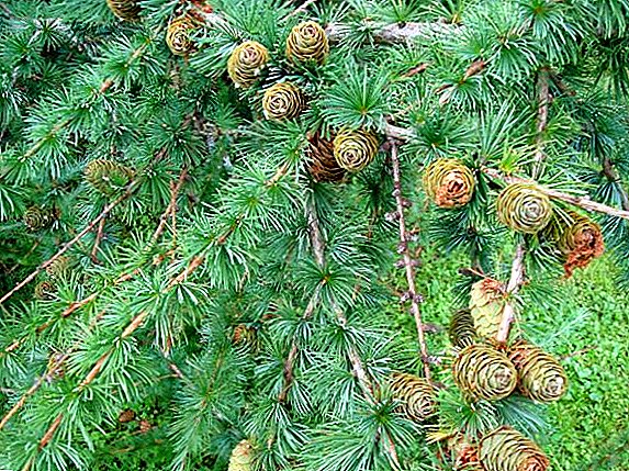 Secrets of growing larch: planting and care