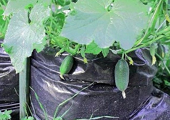 De geheimen van het kweken van komkommers in zakken