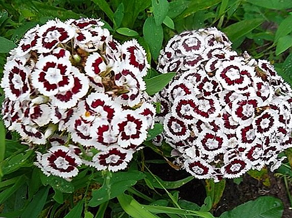 Secrets of growing Turkish carnation: planting and care