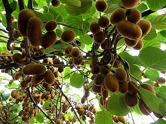 Chovatel z Transcarpathia přinesl novou odrůdu kiwi odolnou za studena