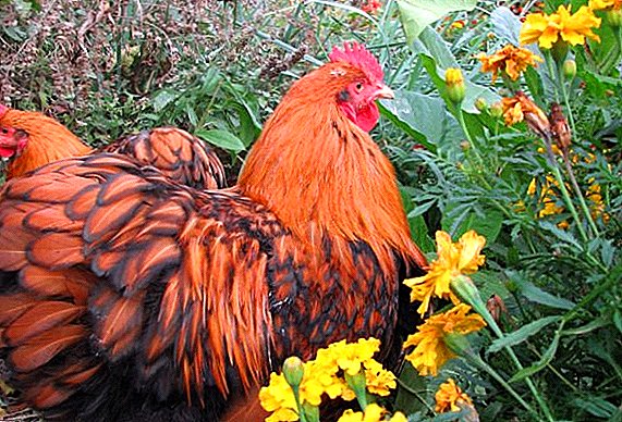 Breeding chickens: breeding characteristics