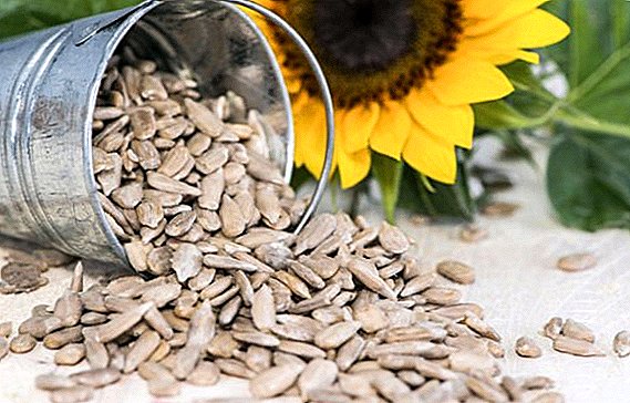Sončnična semena: sestava in vsebnost kalorij, ki lahko koristijo telesu in se ne priporočajo za uporabo