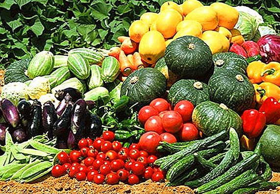 Crop rotation of vegetable crops: what to plant after what, how to plan crops correctly