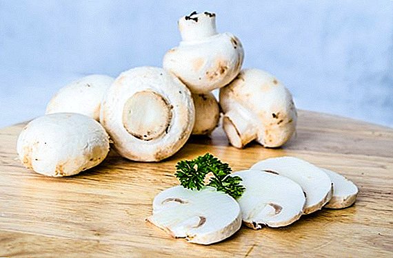 Mushrooms: fördelarna och skadan på kroppen