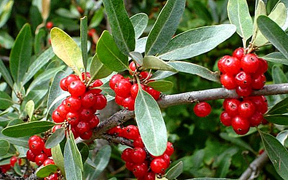 Shepherdia: features of the cultivation of sea buckthorn foreigners