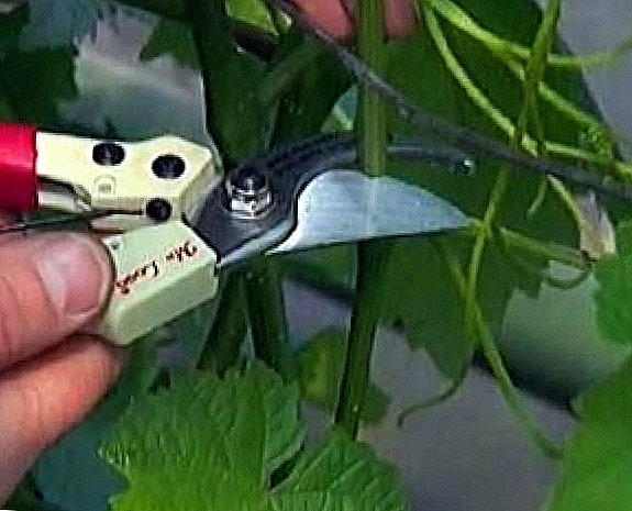 The scheme of pruning grapes in the fall is an interesting and not complicated procedure.
