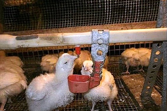 Scheme of feeding broiler chickens with antibiotics and vitamins
