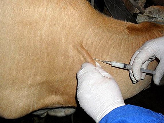 The scheme of vaccination of cattle