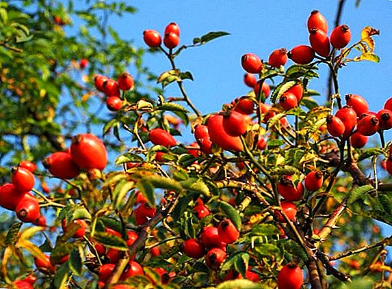 Rosehip: what is useful and what are the contraindications