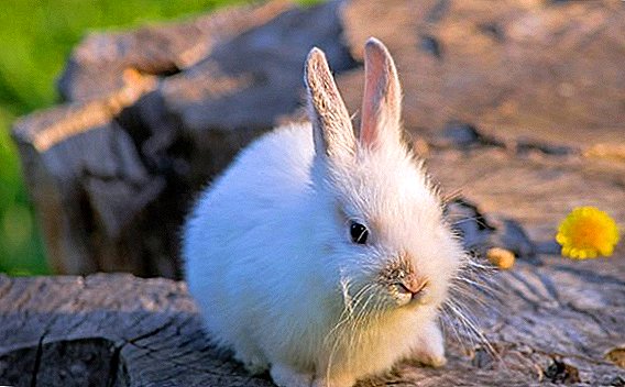 A bump (on the chin, cheek, neck, abdomen, ear, under the eye) in a rabbit