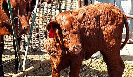 Stožci (na vimenu, vratu, čeljusti, hrbtu, trebuhu) v kravi