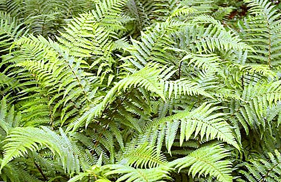 Shchitovnik: planting and care, types of ferns and varieties