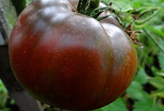 Tomat "Cokelat": fitur dan karakteristik yang sedang tumbuh